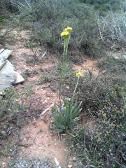 Bulbine narcissifolia