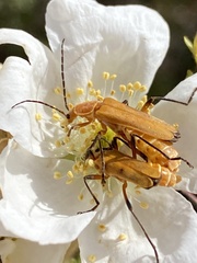 Chauliognathus discus