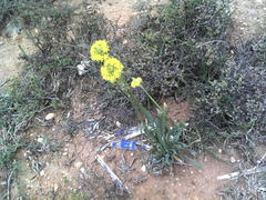 Bulbine narcissifolia