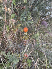 Ibervillea sonorae