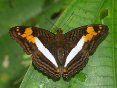 Adelpha capucinus capucinus