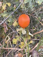 Ibervillea sonorae