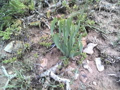 Bulbine narcissifolia