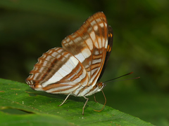 Adelpha capucinus capucinus