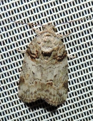 Garella vallata