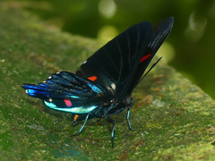 Ancyluris meliboeus