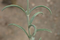 Stachys linearis