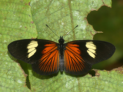 Castilia perilla