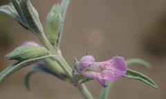 Stachys linearis