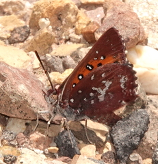 Aloeides thyra thyra