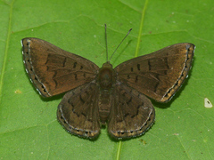 Chalodeta lypera