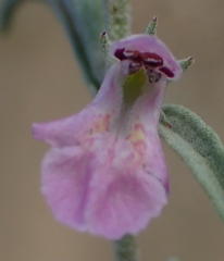 Stachys linearis