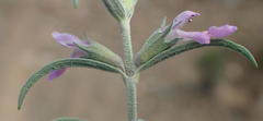 Stachys linearis