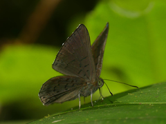 Chalodeta lypera