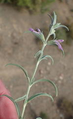 Stachys linearis