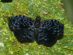 Cycloglypha caeruleonigra