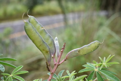 Lupinus hintonii
