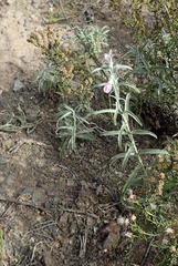 Stachys linearis