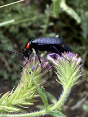Lytta cribrata