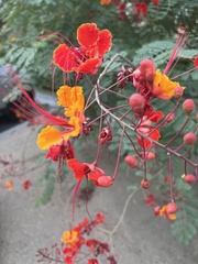 Caesalpinia pulcherrima