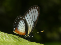Eresia datis moesta