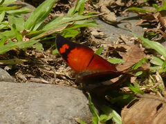 Fountainea eurypyle eurypyle