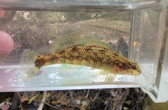 Etheostoma lynceum