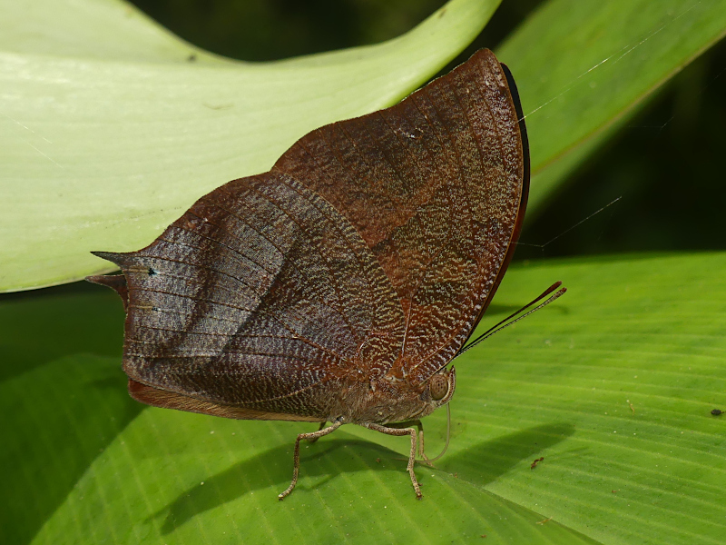 Pointed Leafwing Butterfly