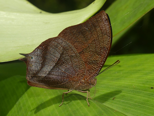 Fountainea eurypyle
