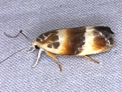 Piloprepes anassa