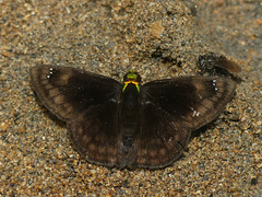 Gorgopas chlorocephala