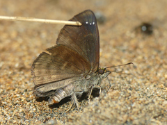 Gorgopas chlorocephala