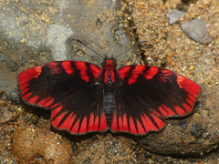 Haemactis