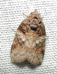 Garella vallata