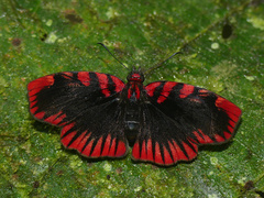 Haemactis sanguinalis