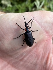 Lytta cribrata