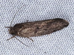 Syncometes vilis