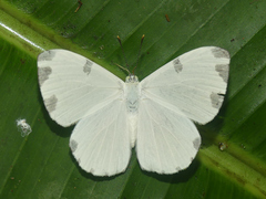 Hermathena candidata