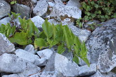 Teedia lucida