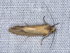 Telocharacta hemicroca