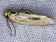 Telocharacta hemicroca