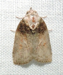 Garella vallata