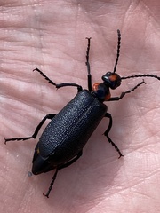 Lytta cribrata