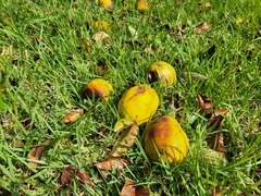 Pseudocydonia sinensis