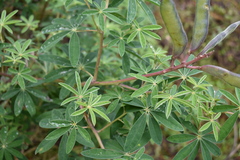 Lupinus hintonii