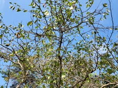 Pseudocydonia sinensis