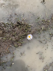 Allittia cardiocarpa