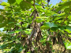 Cercis chinensis