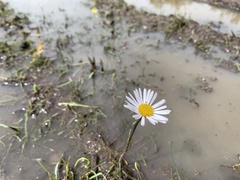 Allittia cardiocarpa