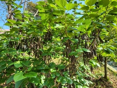 Cercis chinensis